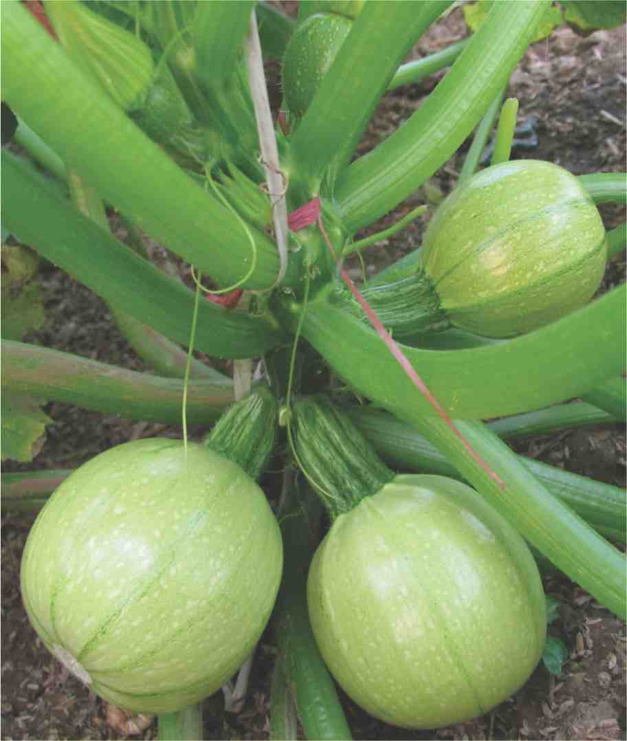 Hybrid Squash Chota Chetan Seeds