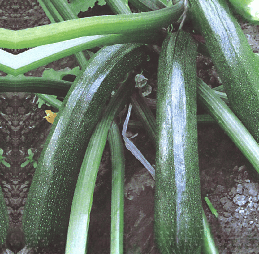Hybrid Zucchni Green Apex Seeds