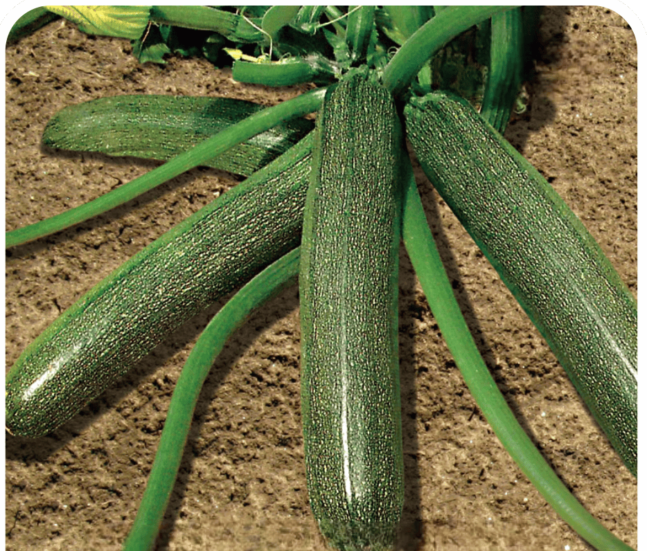 Zucchini Green Sigma Seeds