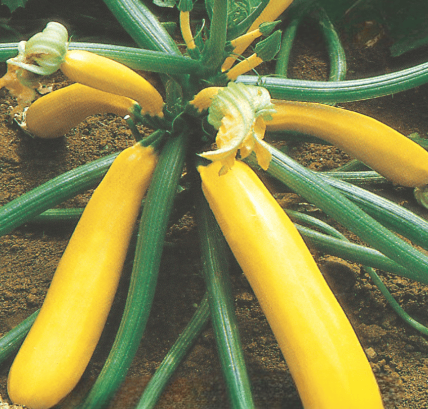 Hybrid Zucchini Goldmine Seeds