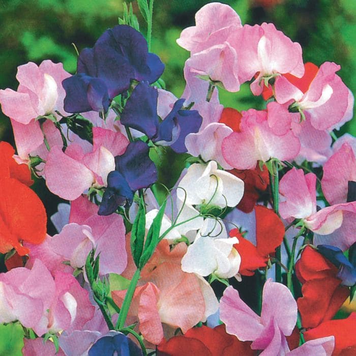 Sweet Peas Elegant Mix Seeds