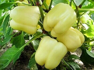 Sweet Pepper Soroskary Seeds