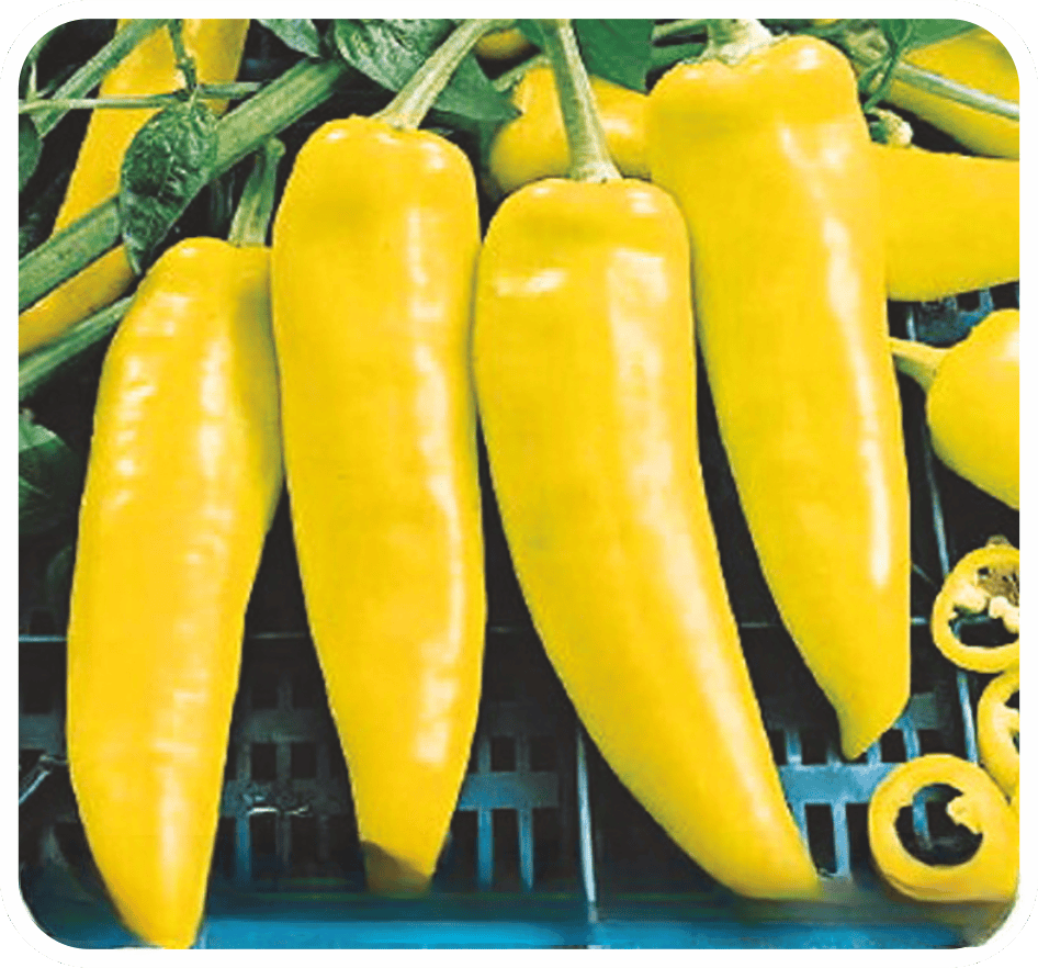 Pepper Hungarian Hot Wax Seeds