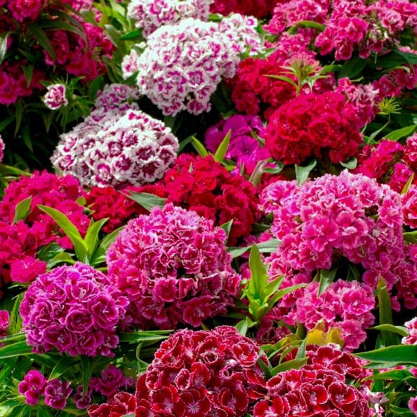 Sweet William Mix Seeds