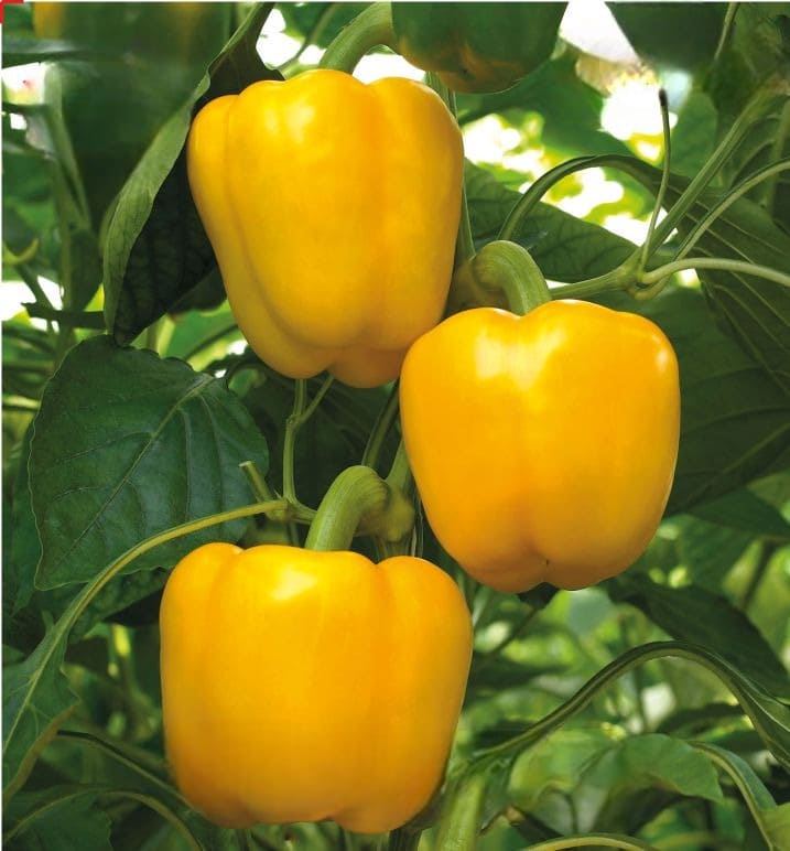 F1 Hybrid Sweet Pepper Golden Sunrise seeds