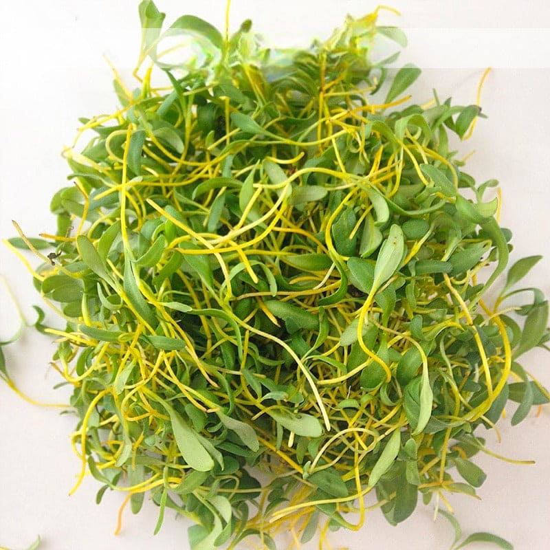 Swiss Chard Golden Sunrise Microgreen