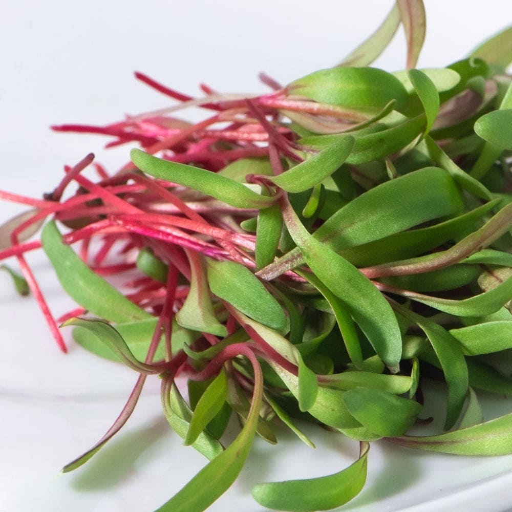 Swiss Chard Red Ruby microgreens