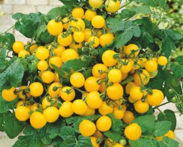 F1 Hybrid Cherry Tomato Yellow Seeds