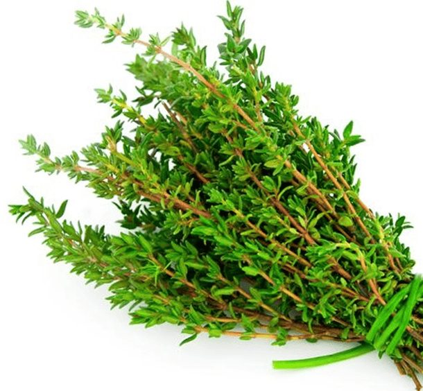 Thyme Seeds