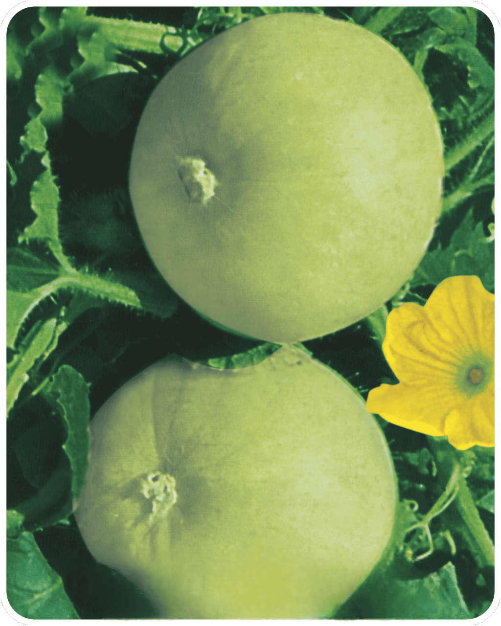 Indian Squash Tinda Seeds