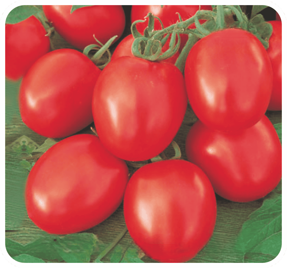 Hybrid Tomato Arjun-2021 Seeds