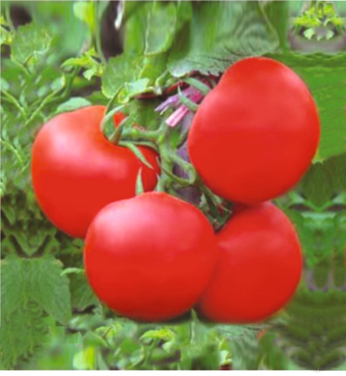 Hybrid Tomato Johnny-35 Seeds