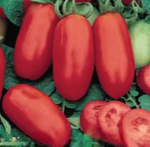 Tomato San Marzano Seeds