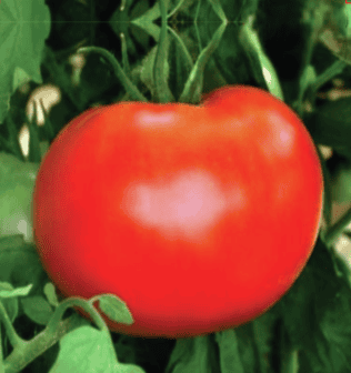Hybrid Tomato Sikandar-75 Desi Type Seeds