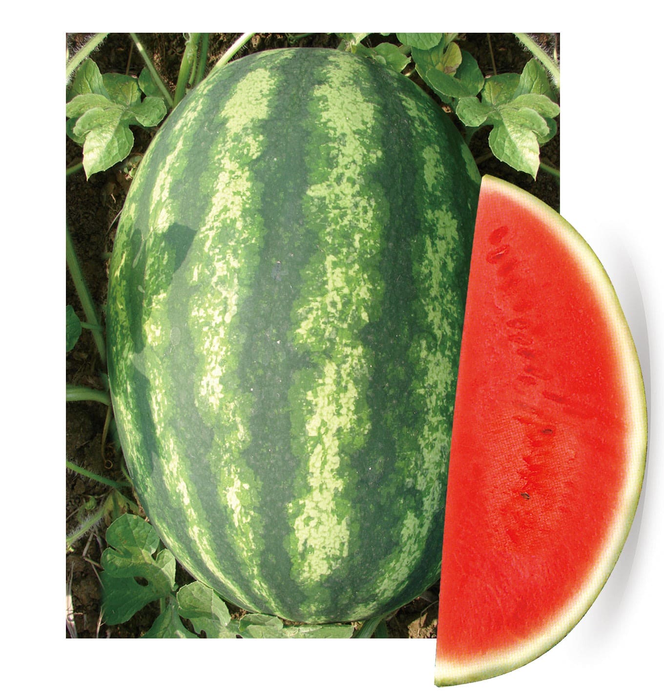 Hybrid Watermelon Crimson Vishal-3031 Seeds