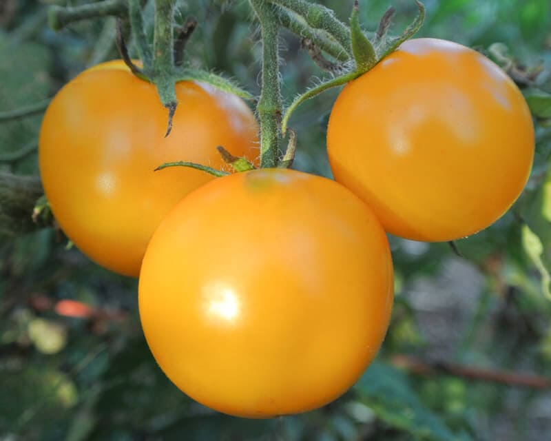 Hybrid Tomato Yellow Jubilee Seeds