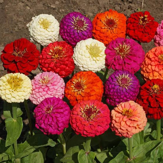 Zinnia Giant Mix Seeds
