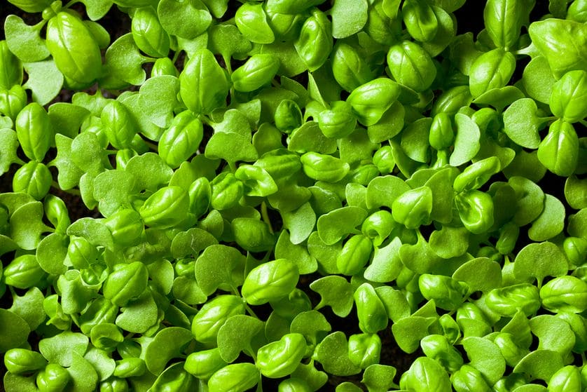 Basil Green microgreens