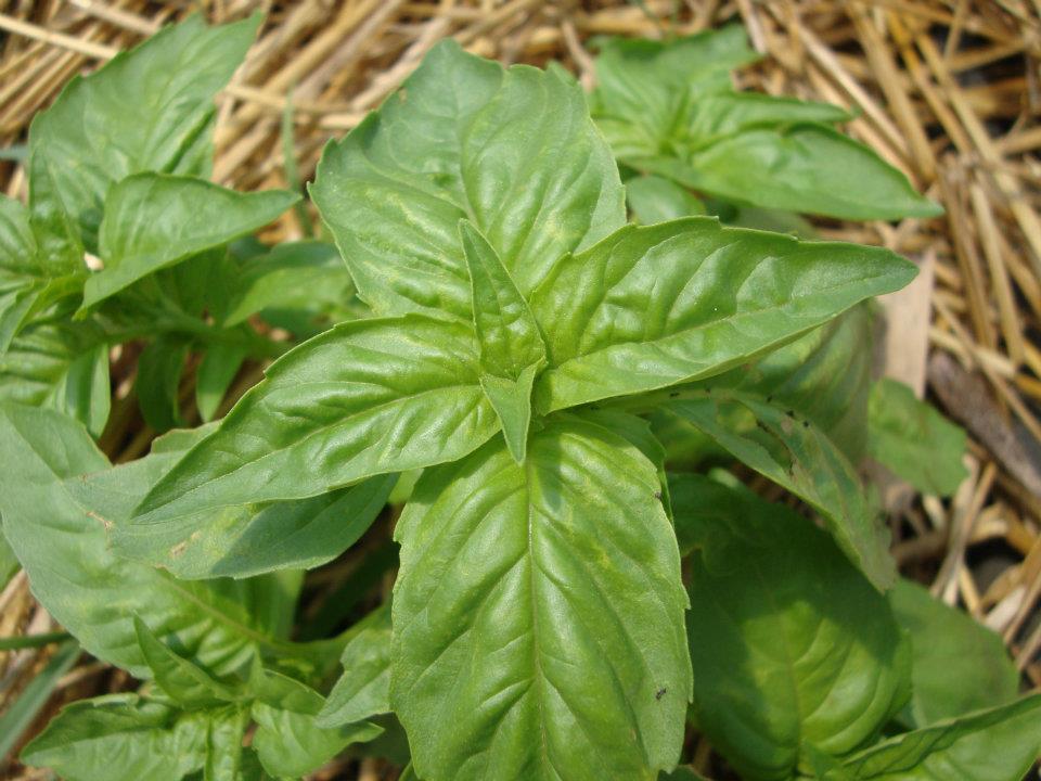 Hybrid Basil Seeds Green Delight Down Mildew Resistant