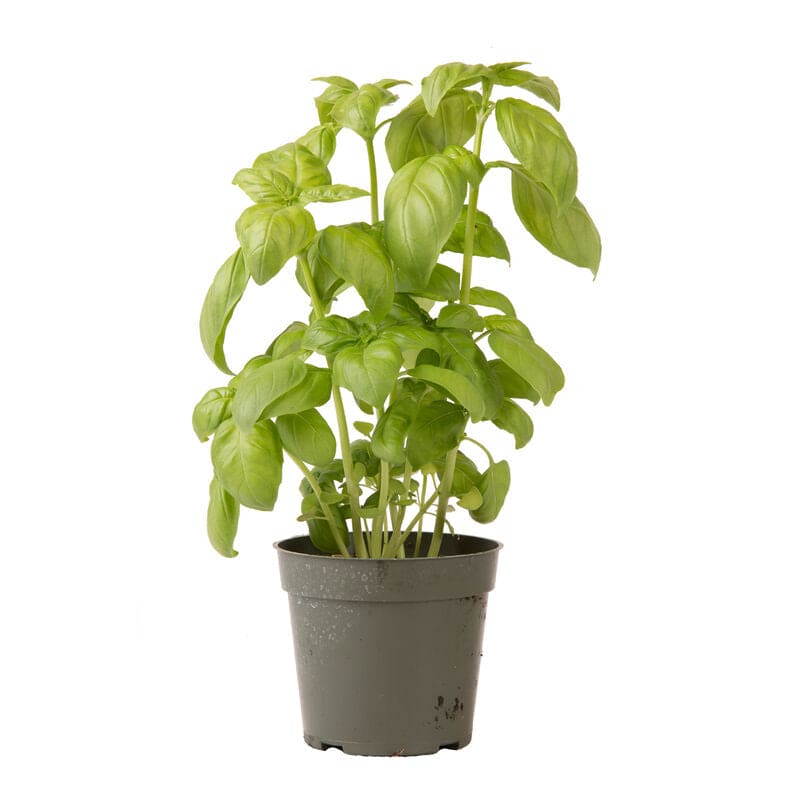 Basil Genovese Seeds