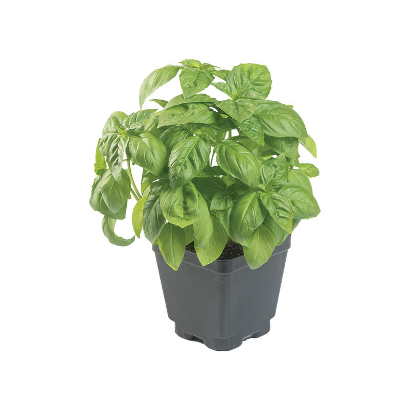 Basil Italian Large Leaf Seeds