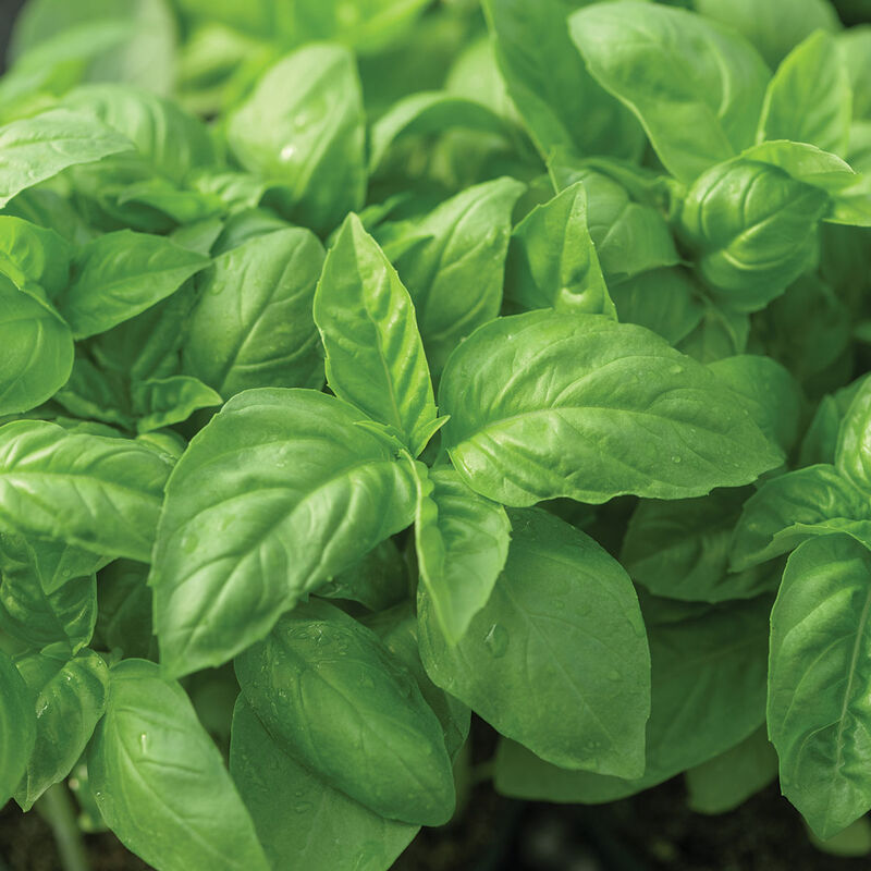 Basil Italian Large Leaf Seeds