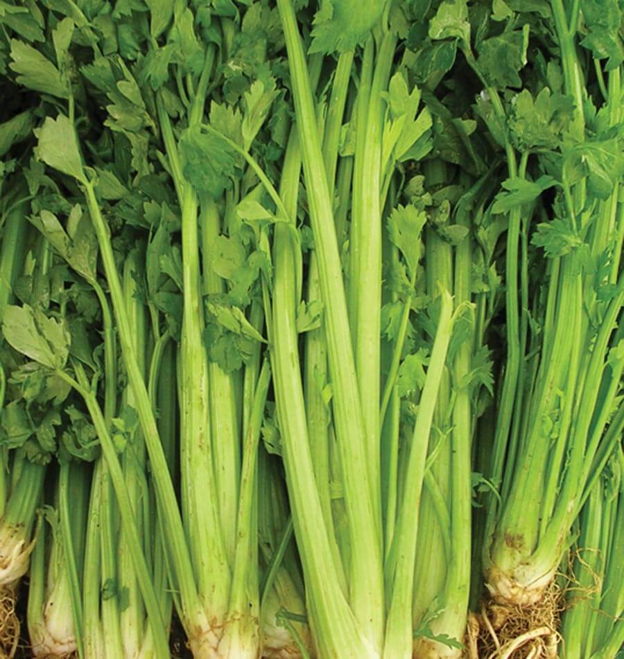 Celery Tall Utah Seeds