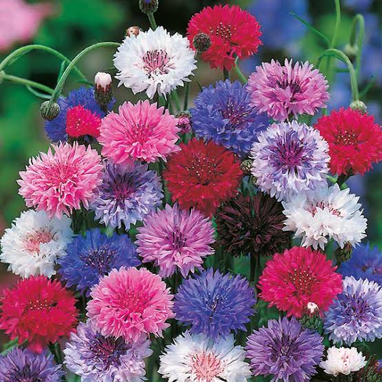 Cornflower Mix Seeds