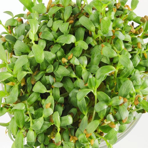 Fenugreek microgreens