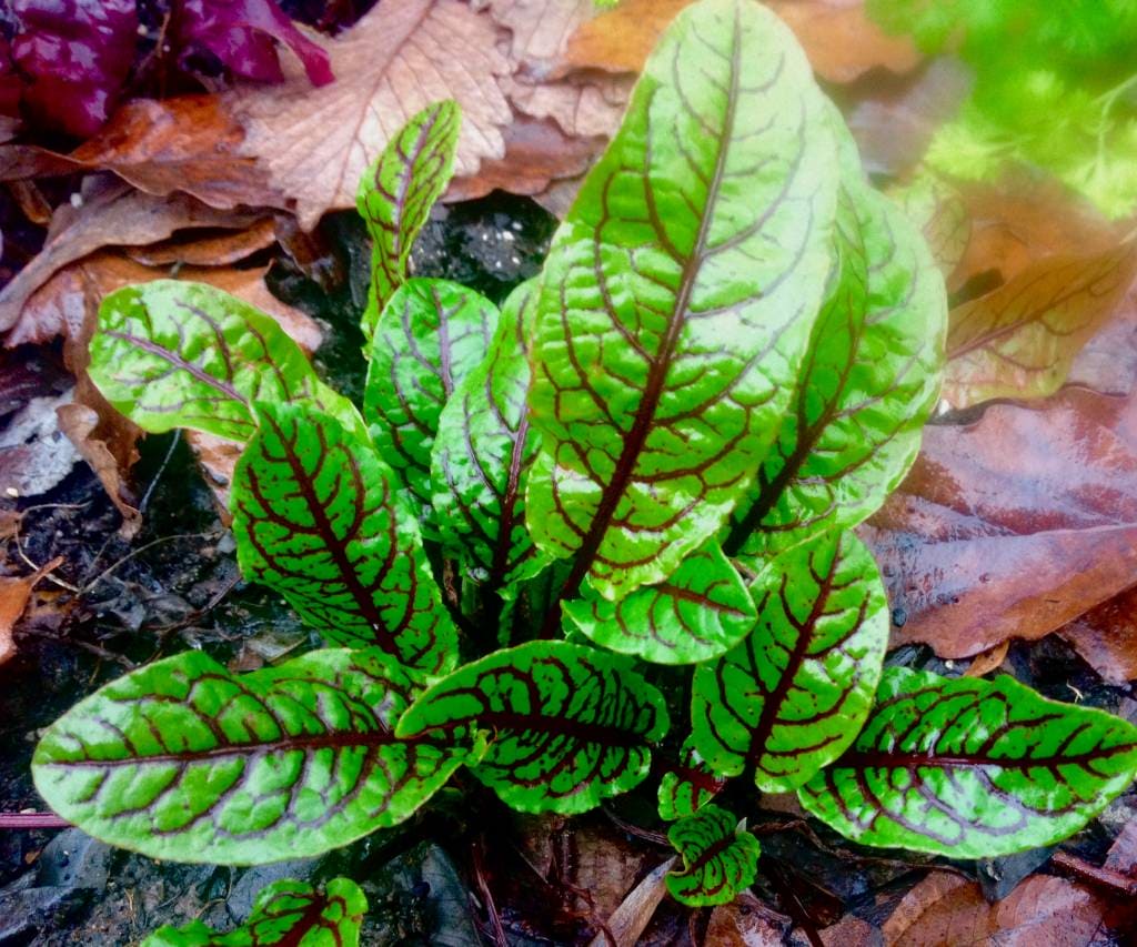 Red Veined Sorrel Seeds