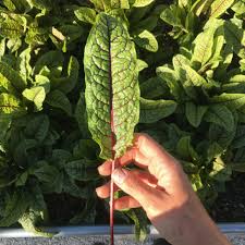 Red Veined Sorrel Seeds