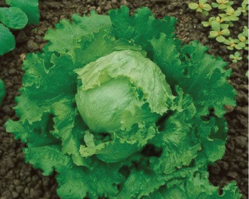 Lettuce Great Lakes Seeds