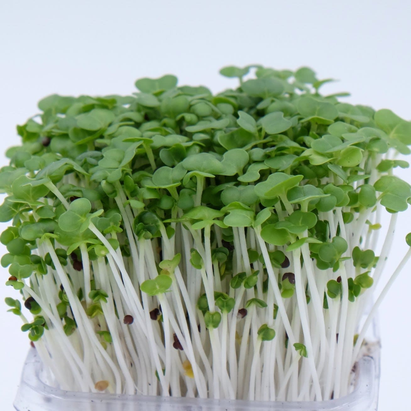 Mustard microgreens