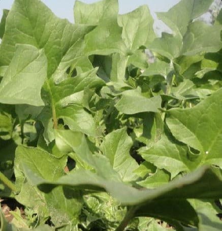 Spinach Kantedar Seeds