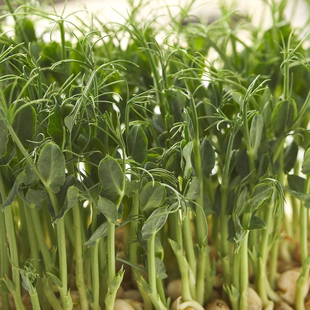 Pea Shoots microgreens