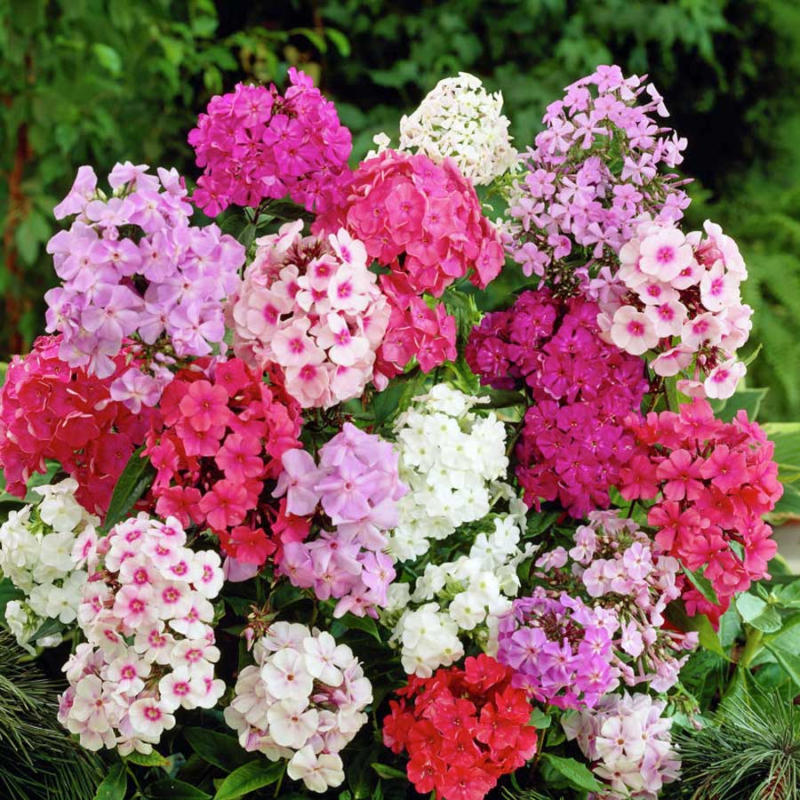Phlox Beauty Mix Seeds