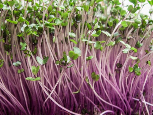 Purple Knolkhol microgreens