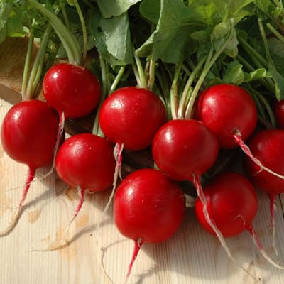 Radish Cherry Belle Seeds