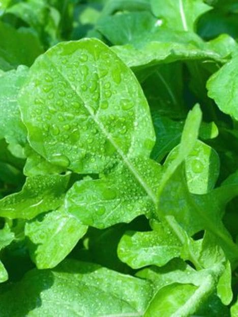 Rocket Cultivated Seeds