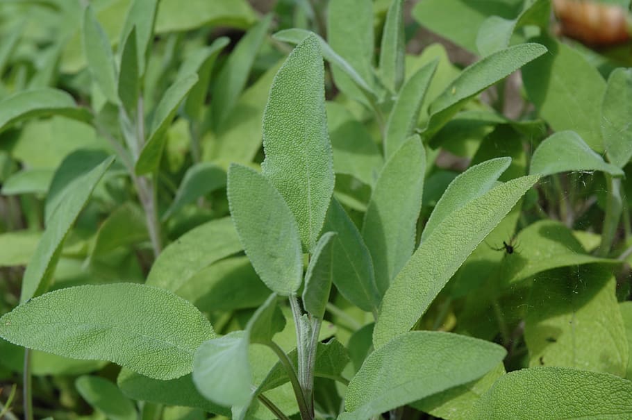 Sage Seeds