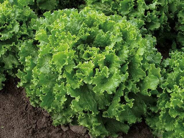 Lettuce Summerstar Seeds