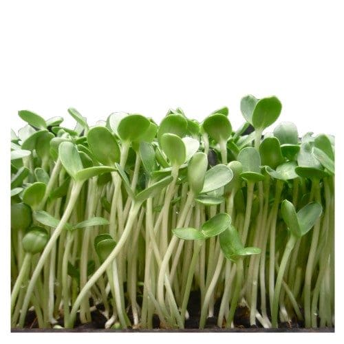 Sunflower microgreens