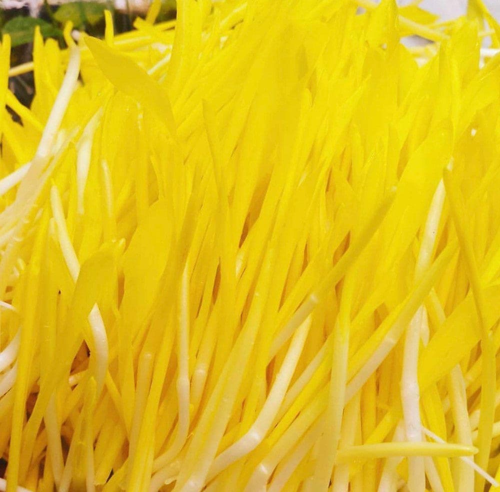 Sweet Corn Sweet Honey Microgreens