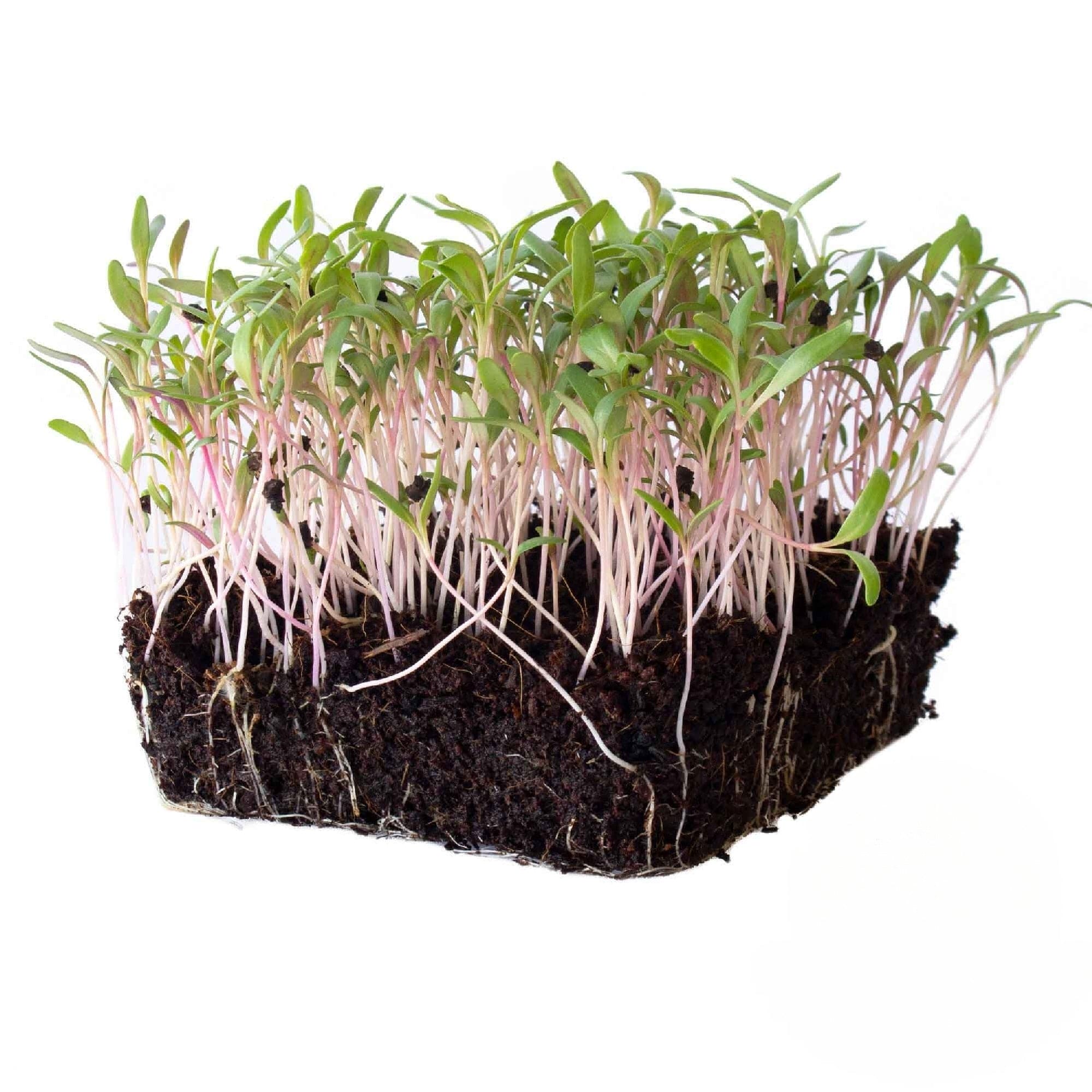 Swiss Chard Large White Ribbed microgreens