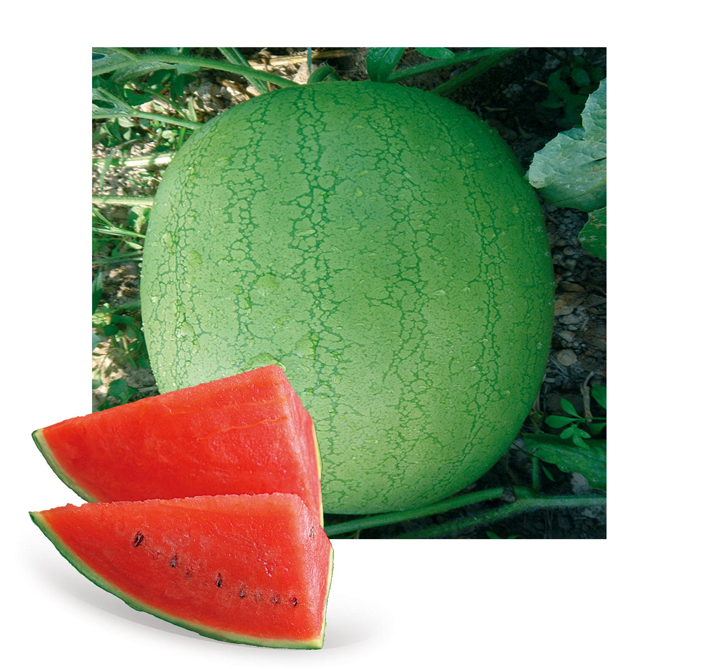 Hybrid Watermelon Charleston Gray Laxmi Seeds