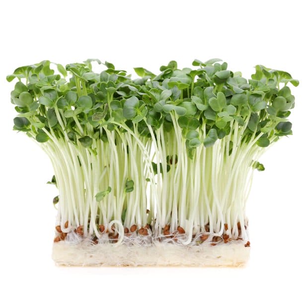 Radish White Microgreens