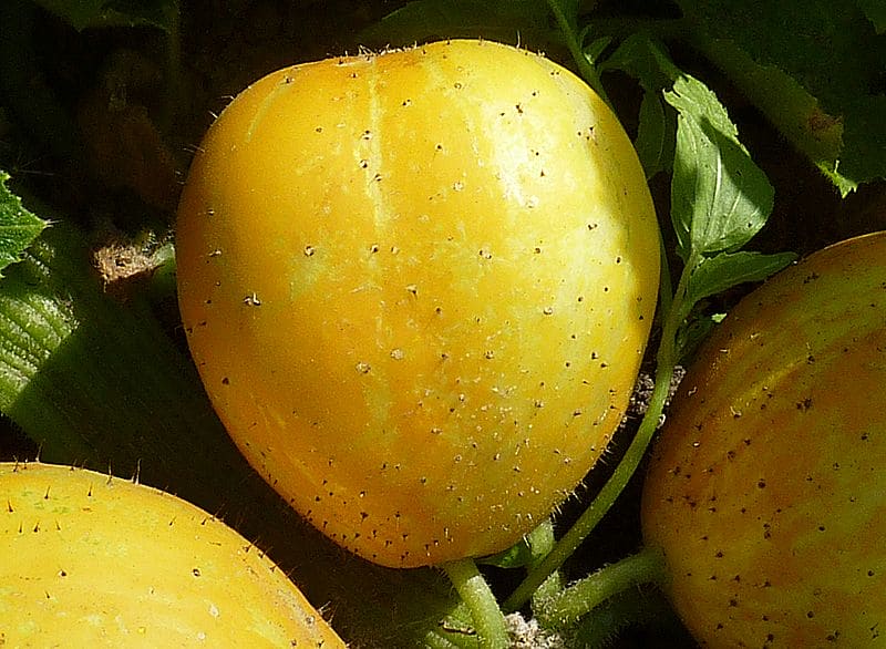 Cucumber Yellow Round Seeds